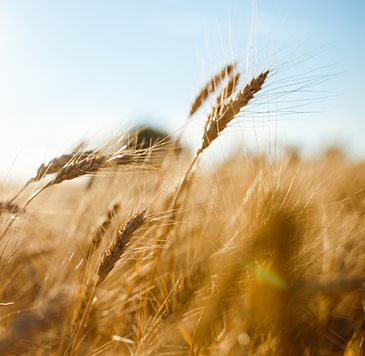 Buğday ve rejeneratif tarım
